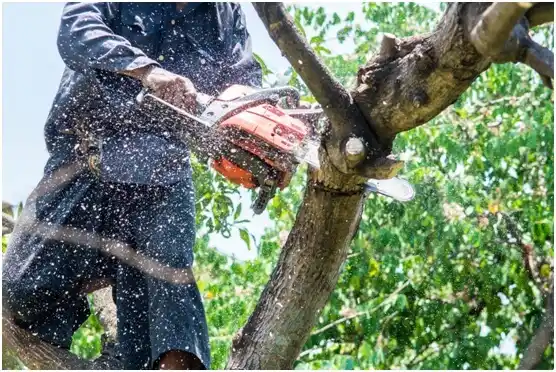 tree services Crocker